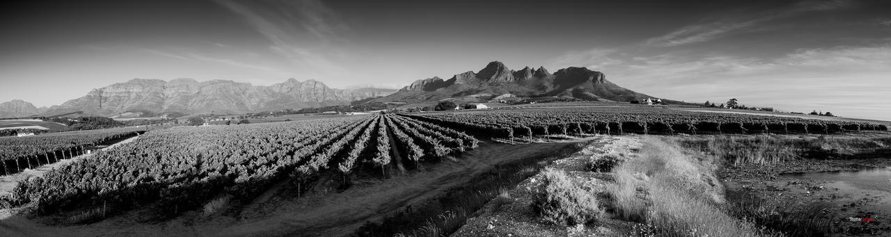 Rosenview Guest House Stellenbosch Exterior foto